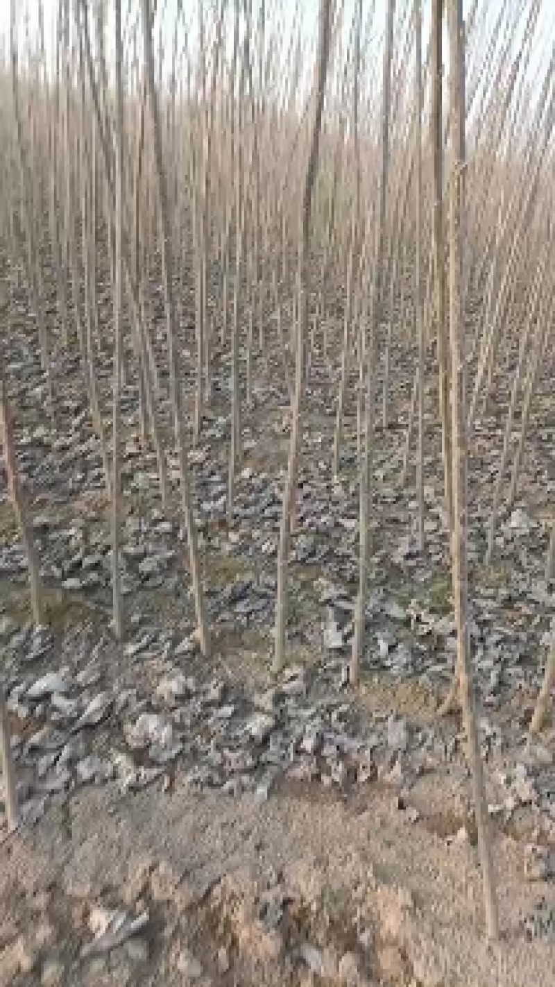 速生杨树苗107