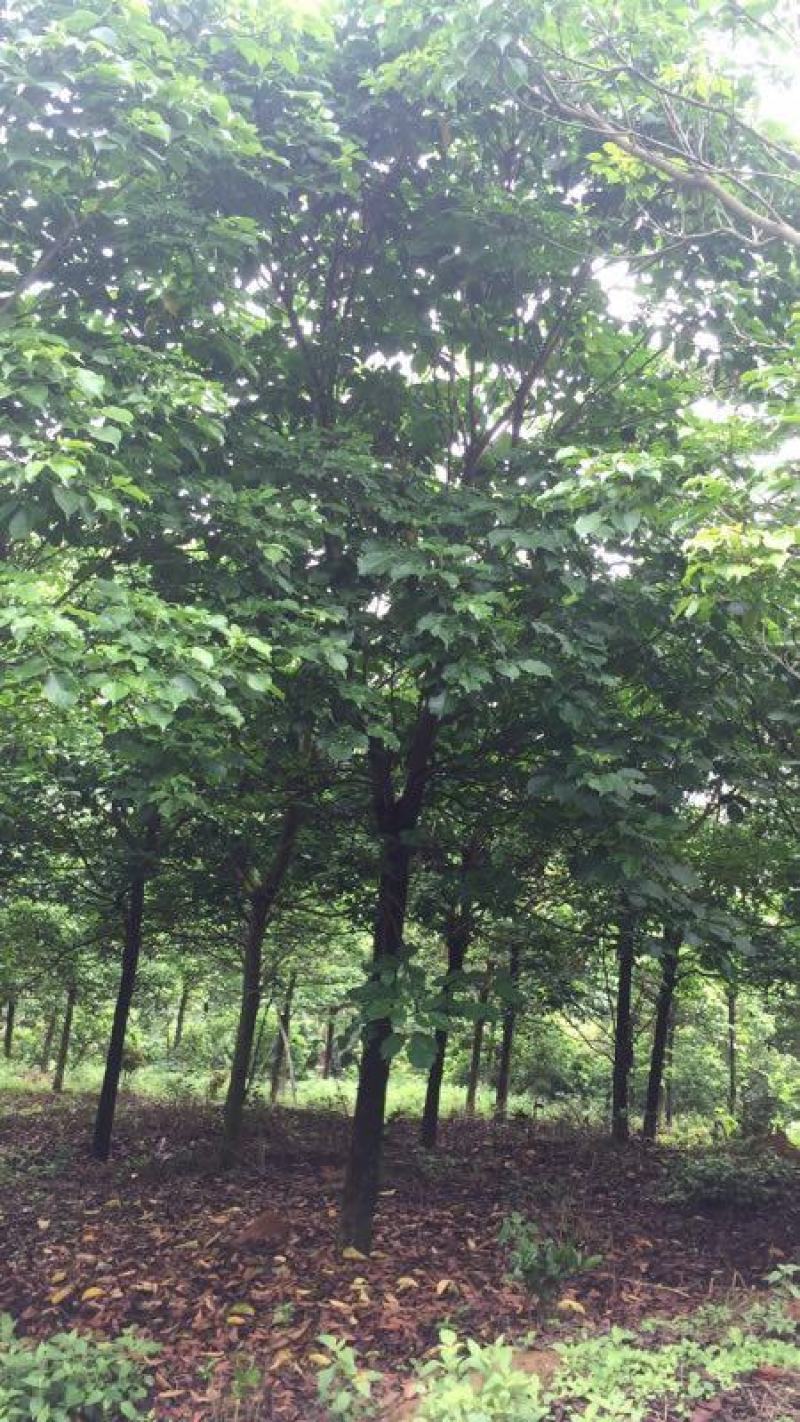 秋枫树
