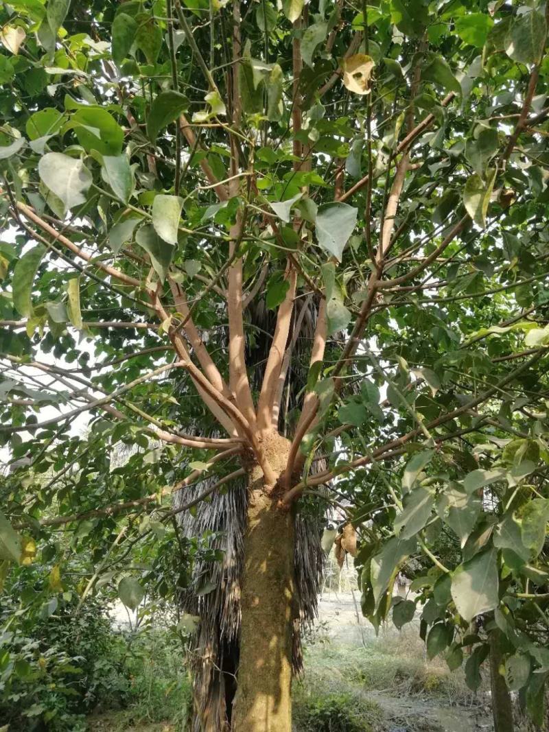 秋枫树