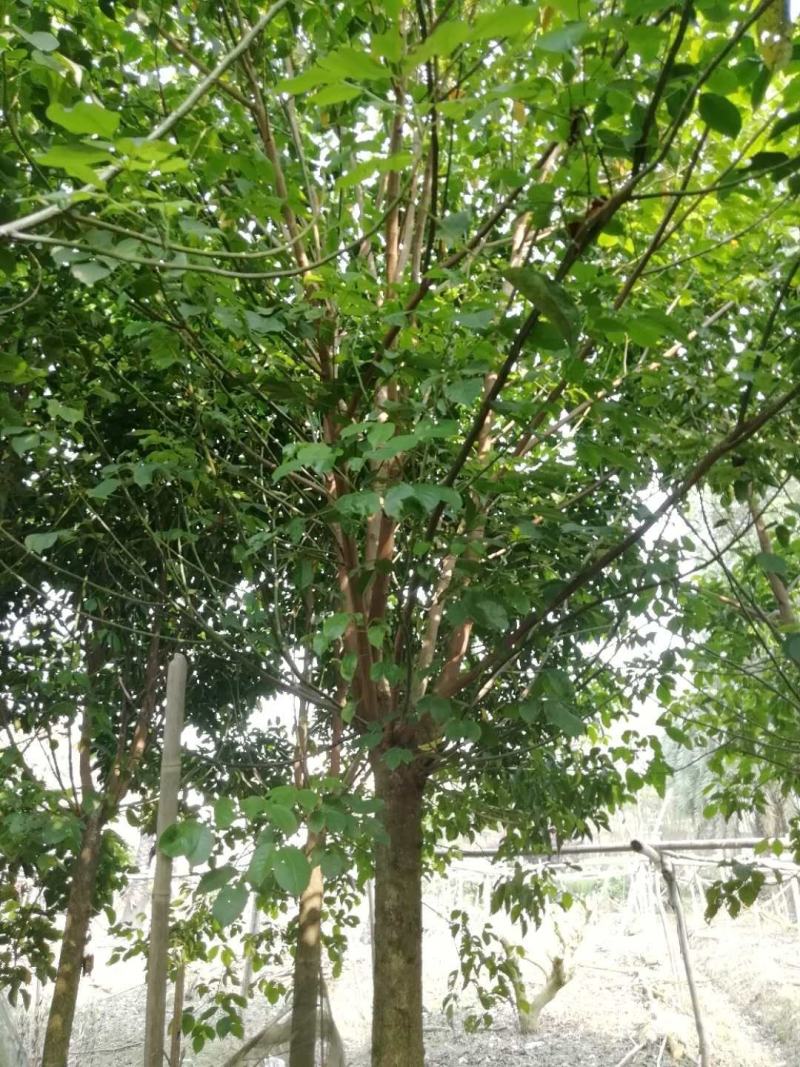秋枫树