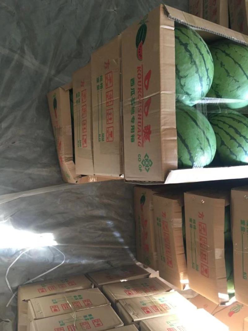 早春红玉红，红口口脆，场地直销量大从优