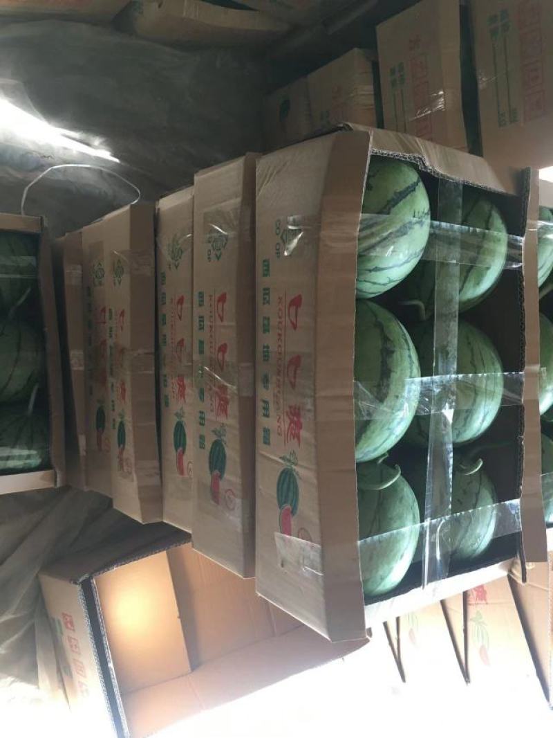 早春红玉红，红口口脆，场地直销量大从优