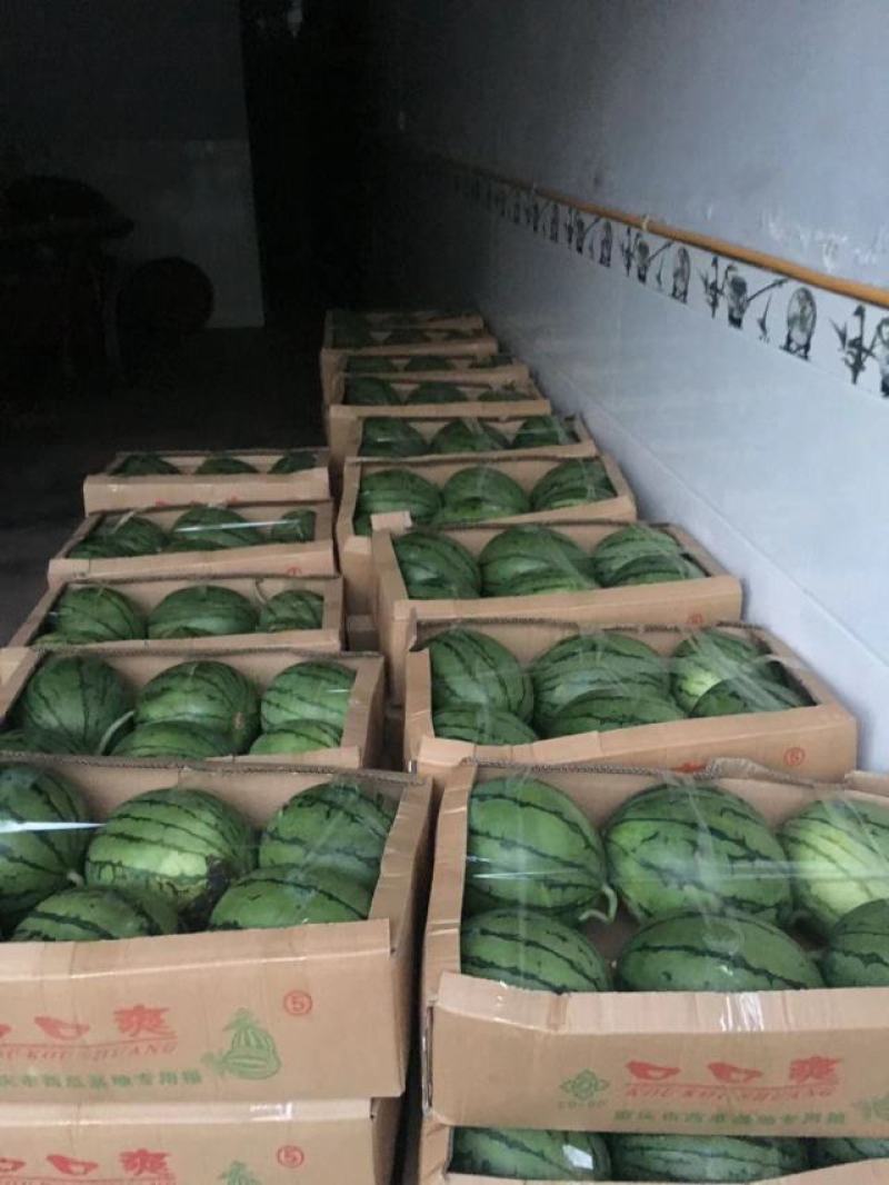 早春红玉红，红口口脆，场地直销量大从优