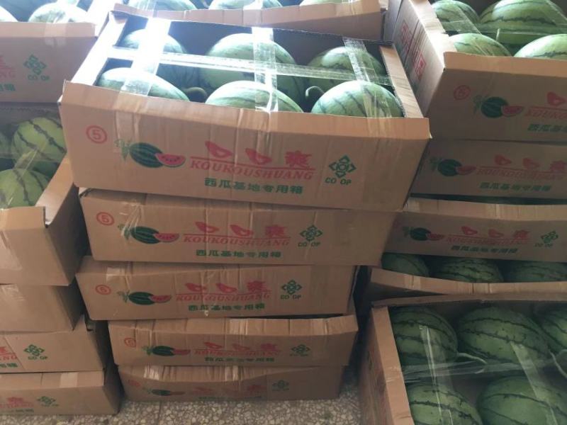 早春红玉红，红口口脆，场地直销量大从优