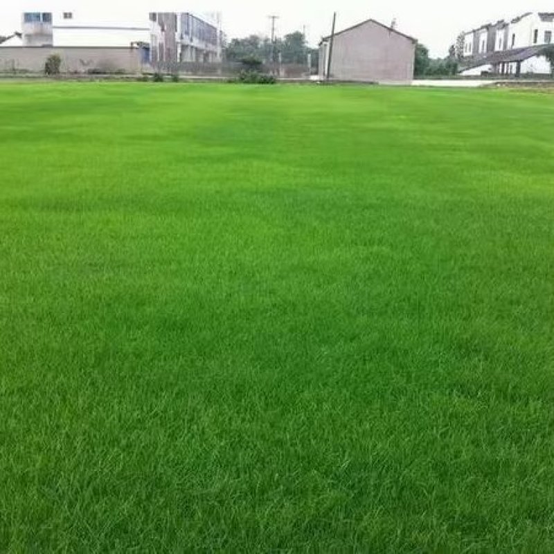 进口四季青草坪种子绿化草籽护坡固土耐寒耐热四季常青