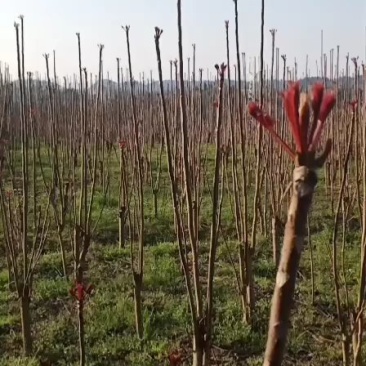 精品香椿芽，红油香椿，香椿苗