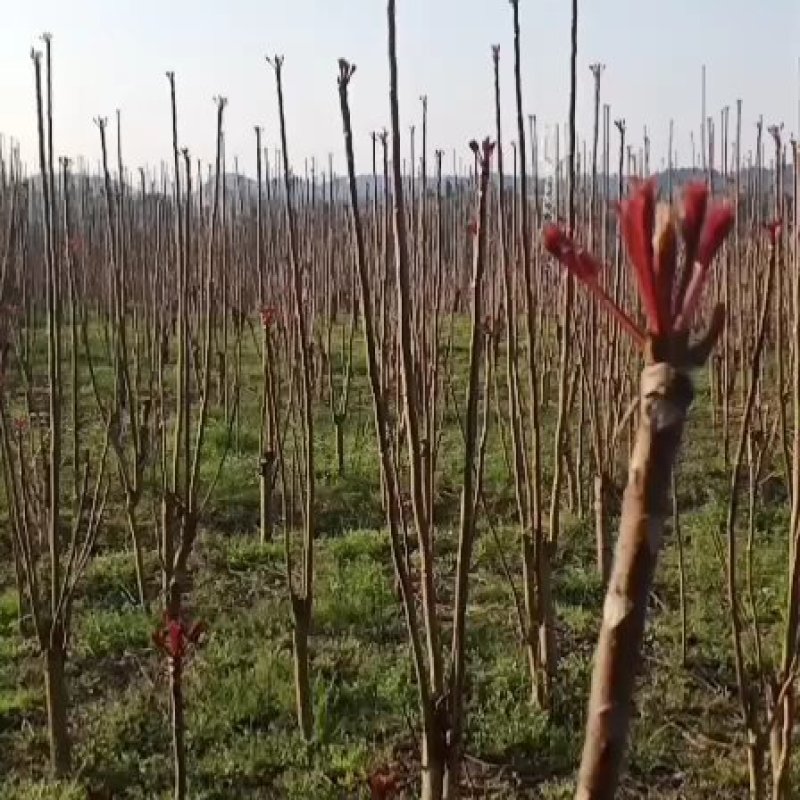 精品香椿芽，红油香椿，香椿苗