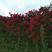 紫薇树米径3-4公分，数量3万棵.分枝统一冠幅完整，大红
