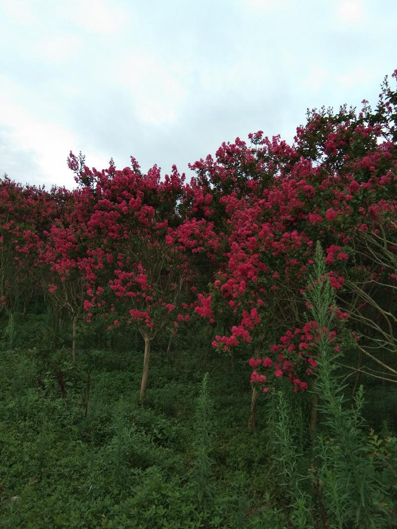紫薇树米径3-4公分，数量3万棵.分枝统一冠幅完整，大红