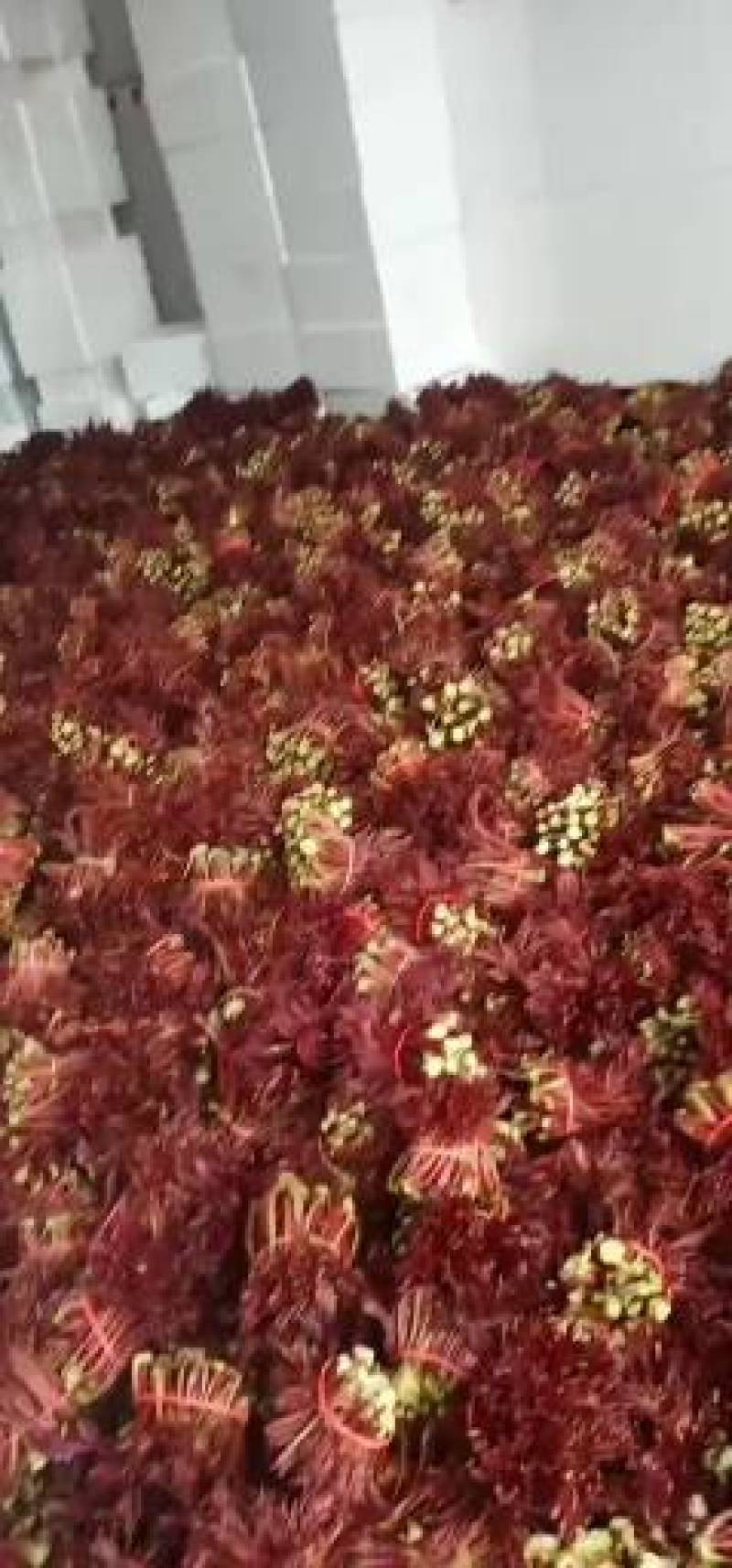 精品香椿芽，红油香椿，香椿苗