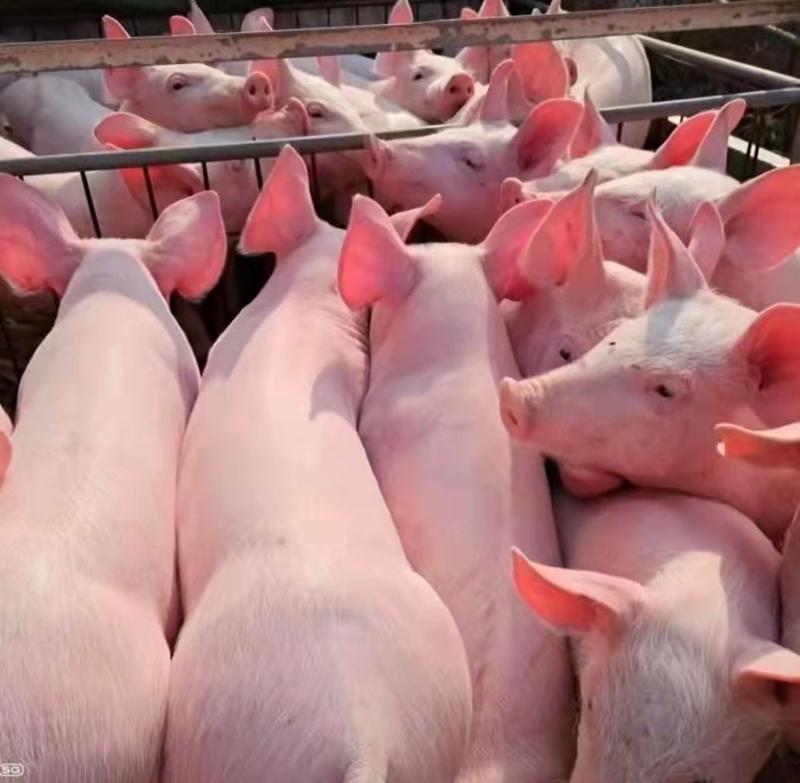 养猪场卖三元仔猪母猪防疫到位专业运输车辆送猪到家包成活率