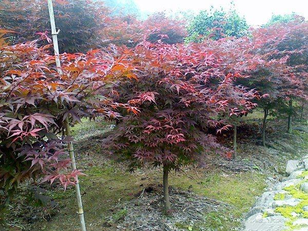 美国红枫秋季红叶景观图
