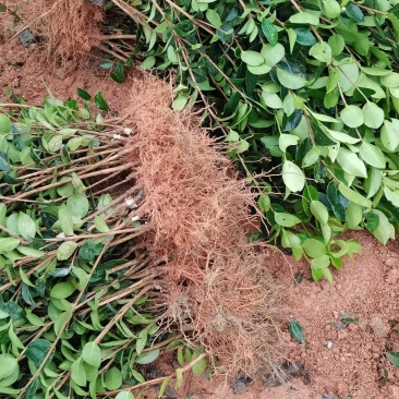 油茶苗
