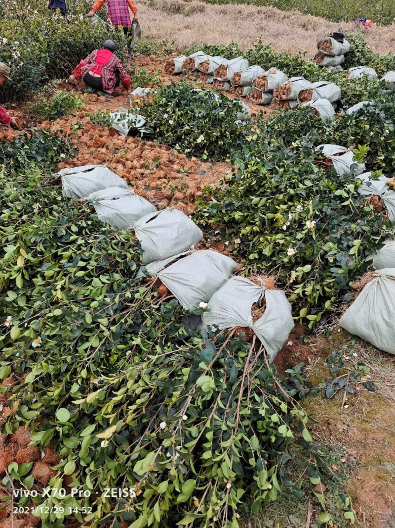 油茶苗