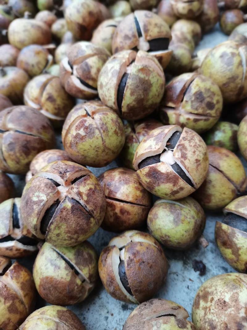 油茶苗