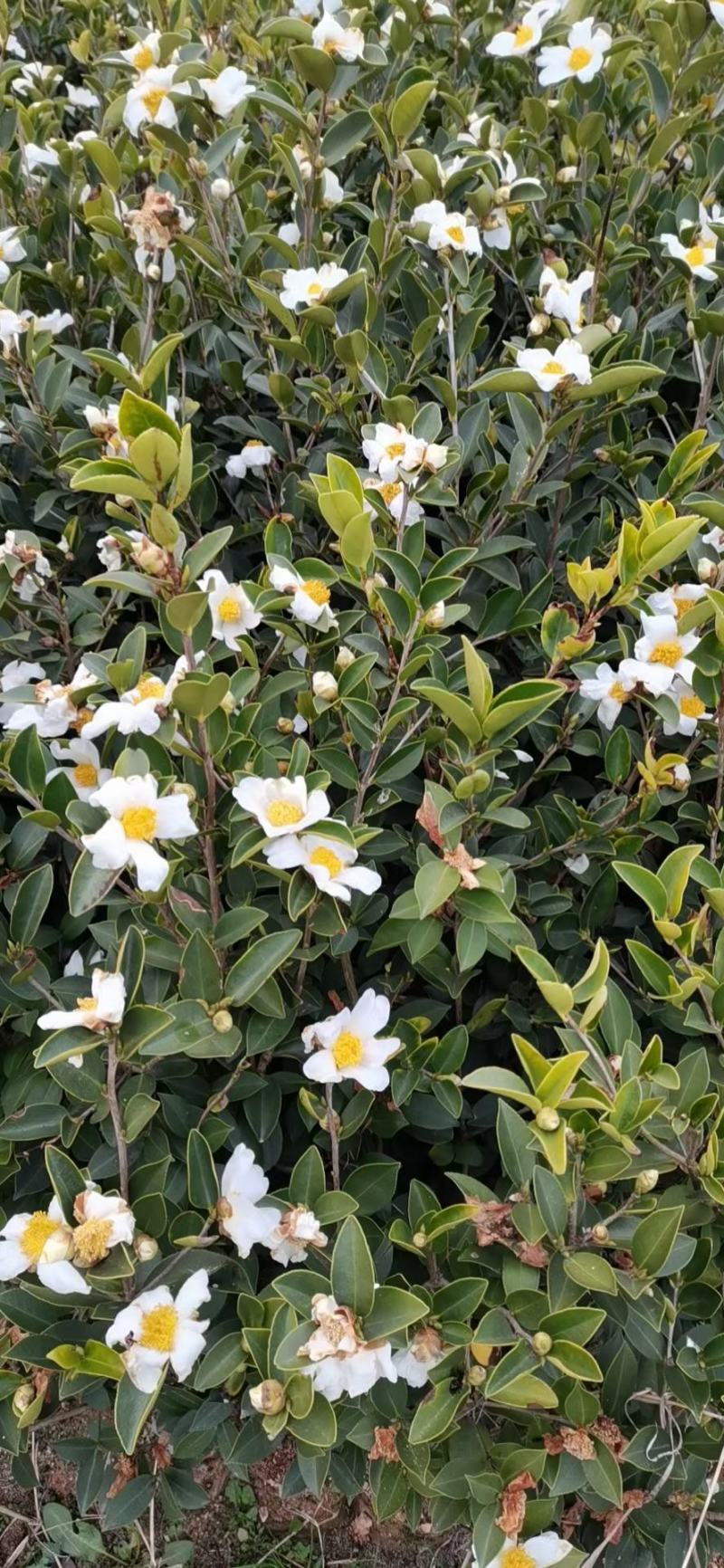 油茶苗