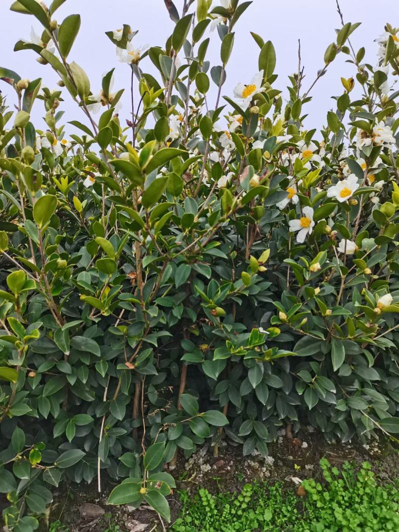 油茶苗
