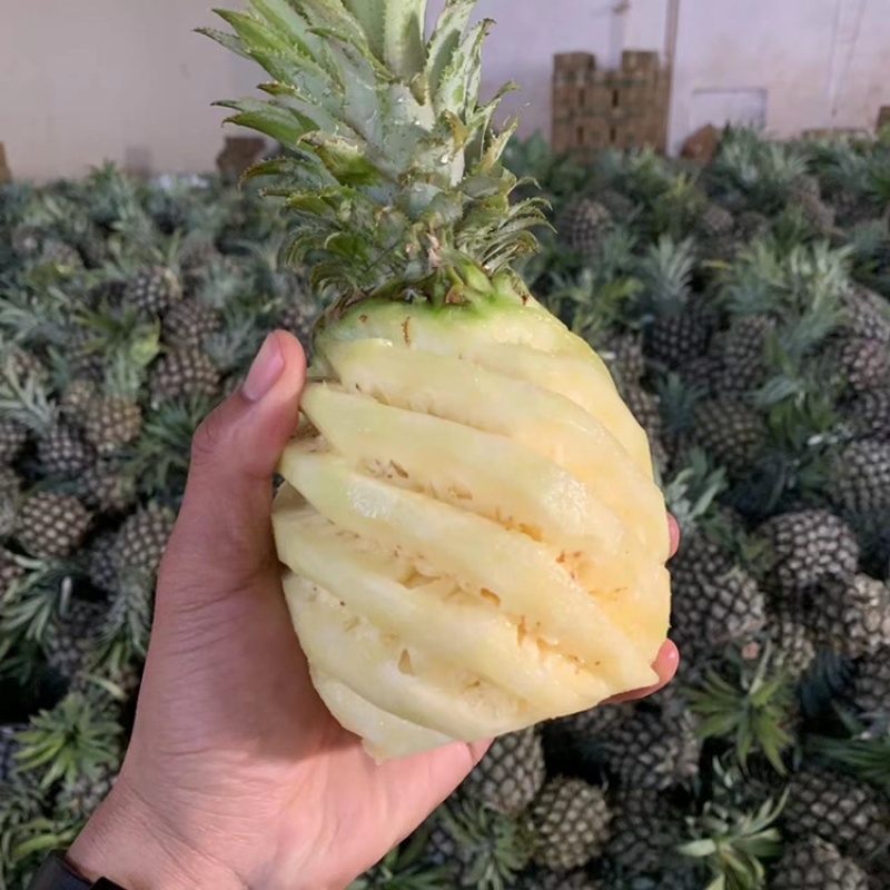 【超甜】新鲜大菠萝香水大菠萝手撕菠萝水果凤梨菠萝批发大果