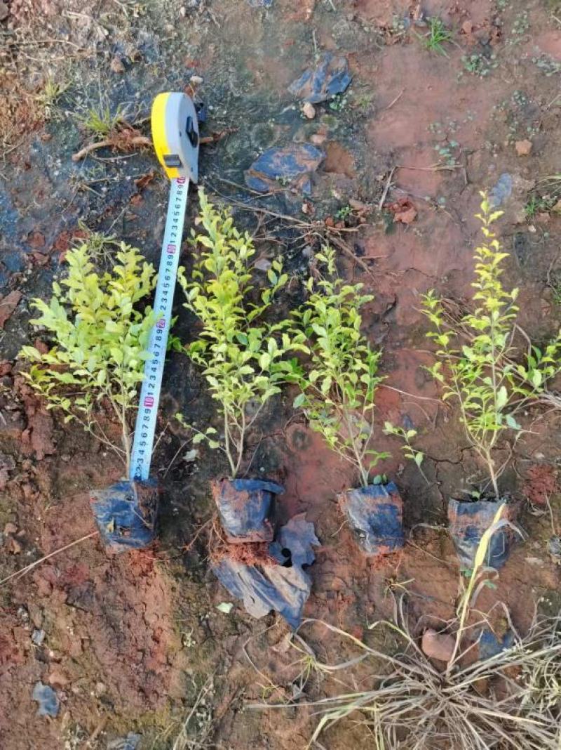 女贞，亮晶女贞，云南昆明亮晶女贞种植园一手货源，苗圃直销