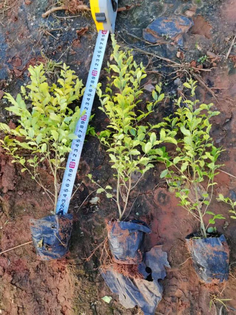 女贞，亮晶女贞，云南昆明亮晶女贞种植园一手货源，苗圃直销