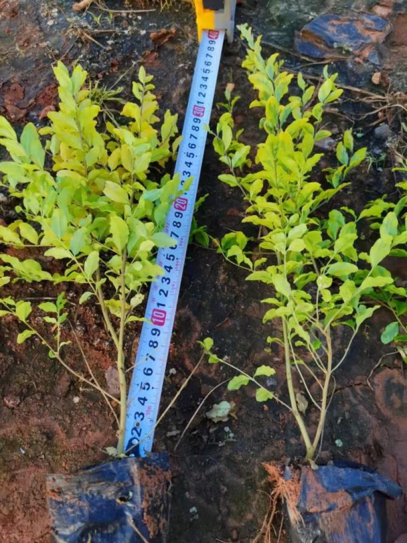 女贞，亮晶女贞，云南昆明亮晶女贞种植园一手货源，苗圃直销