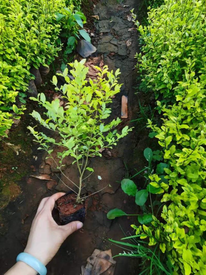 女贞，亮晶女贞，云南昆明亮晶女贞种植园一手货源，苗圃直销