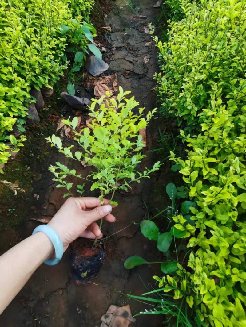 女贞，亮晶女贞，云南昆明亮晶女贞种植园一手货源，苗圃直销