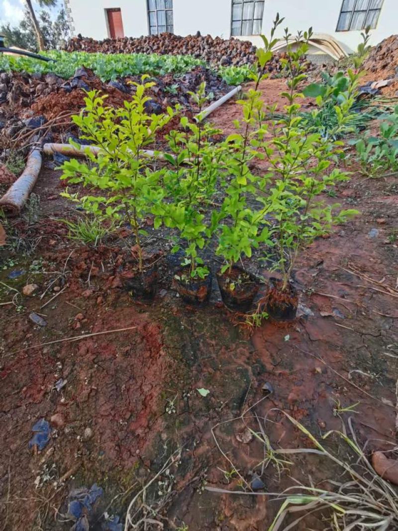 女贞，亮晶女贞，云南昆明亮晶女贞种植园一手货源，苗圃直销