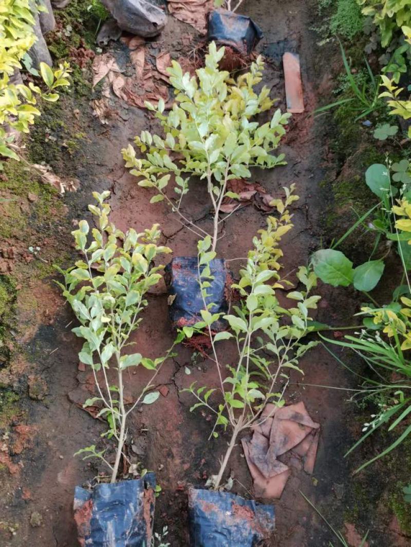 女贞，亮晶女贞，云南昆明亮晶女贞种植园一手货源，苗圃直销