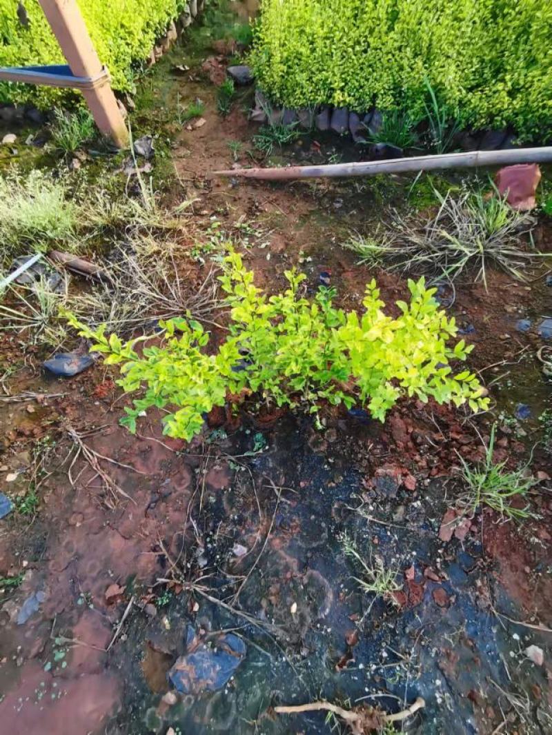女贞，亮晶女贞，云南昆明亮晶女贞种植园一手货源，苗圃直销