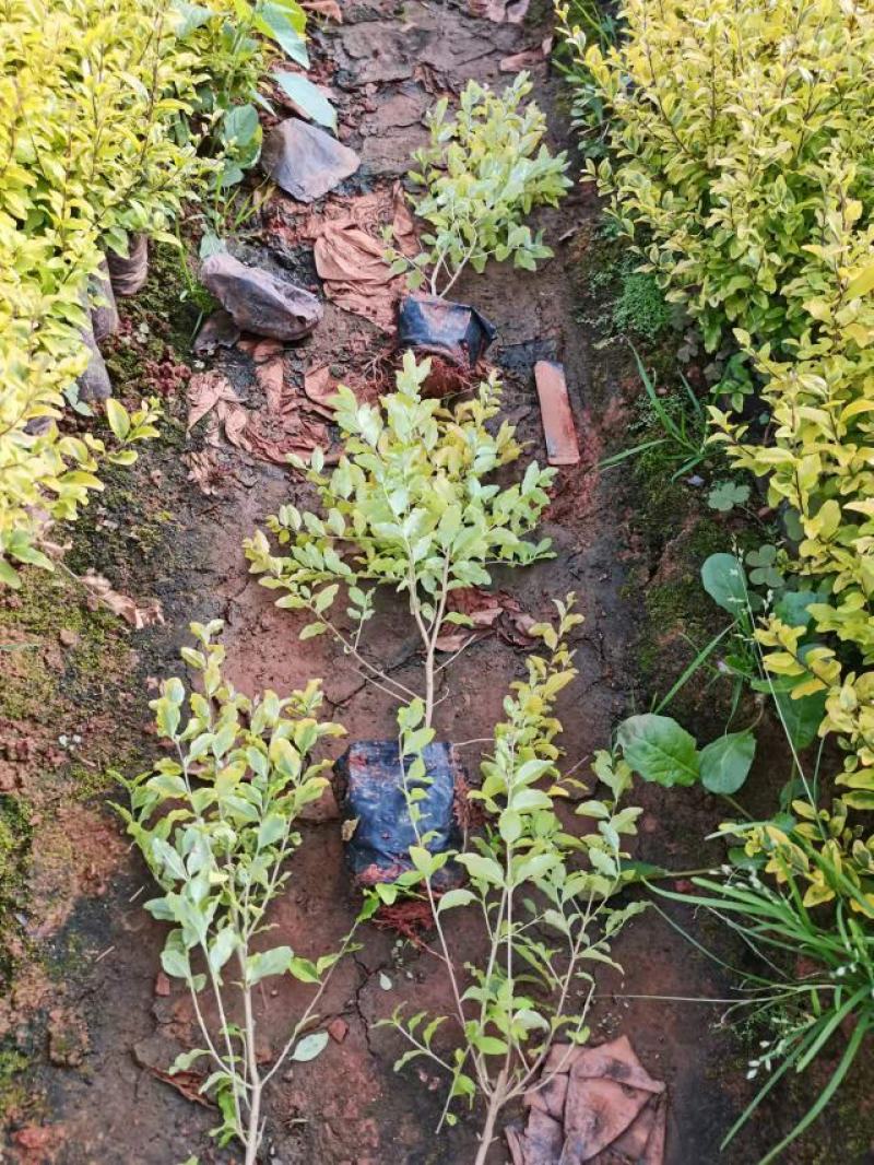 女贞，亮晶女贞，云南昆明亮晶女贞种植园一手货源，苗圃直销