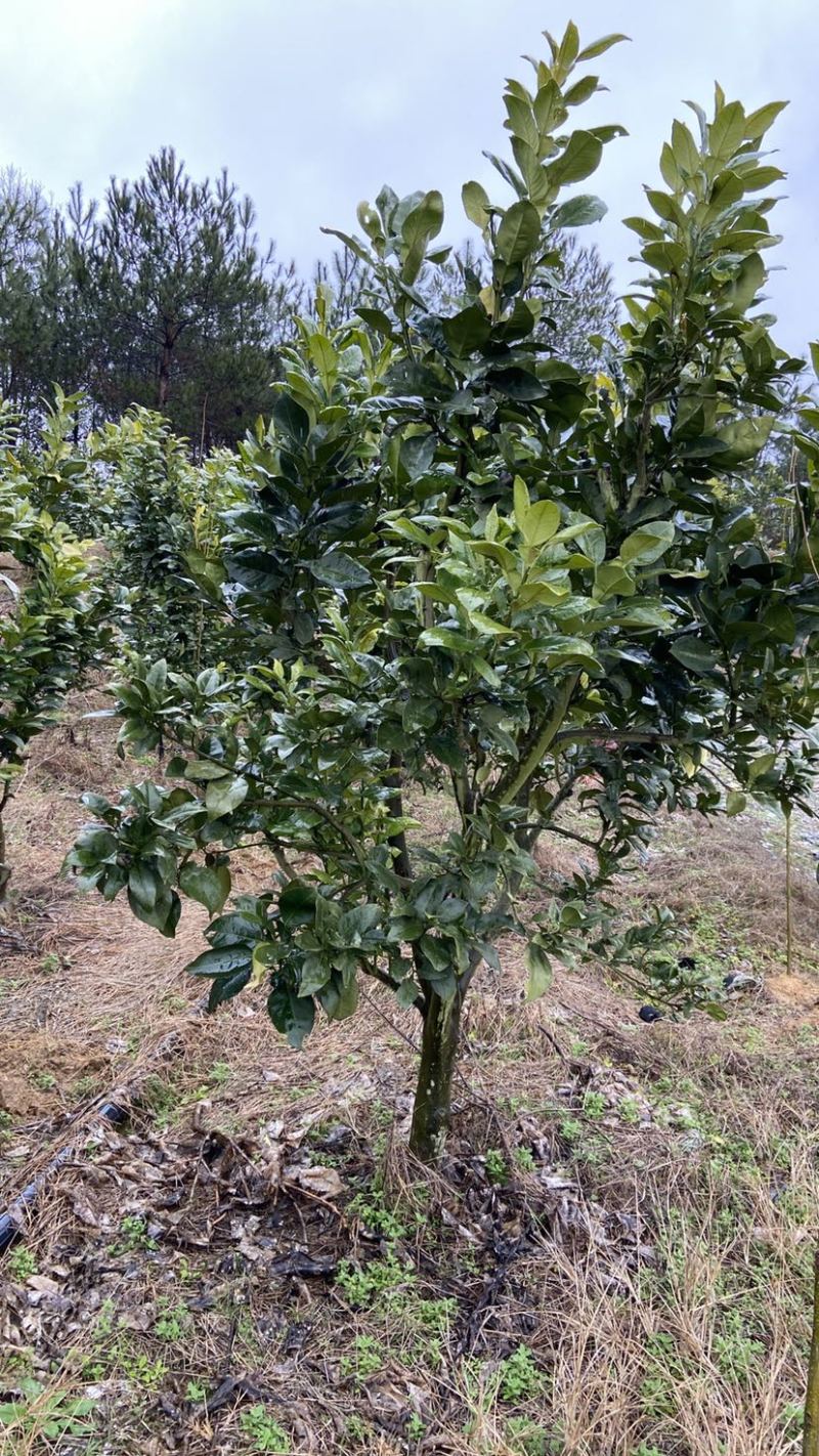 江西红心马家柚子树苗蜜柚树苗挂果成品树园林绿化景观树工程树