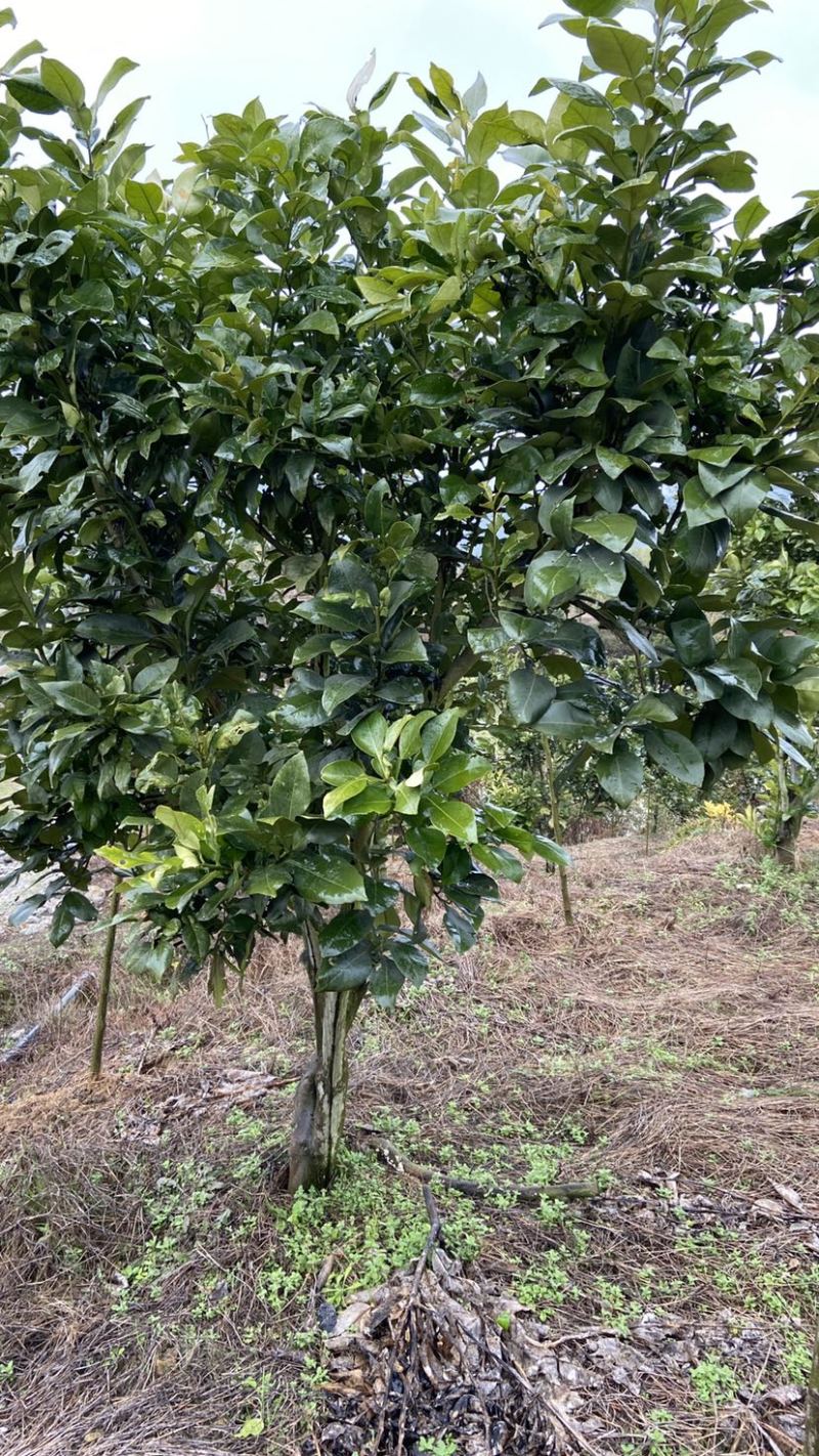 江西红心马家柚子树苗蜜柚树苗挂果成品树园林绿化景观树工程树