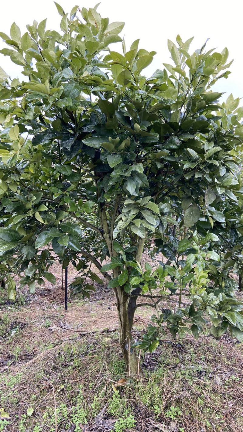 江西红心马家柚子树苗蜜柚树苗挂果成品树园林绿化景观树工程树