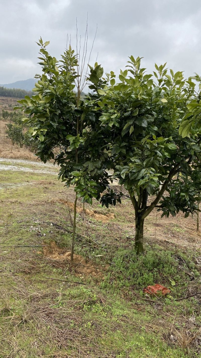 江西红心马家柚子树苗蜜柚树苗挂果成品树园林绿化景观树工程树