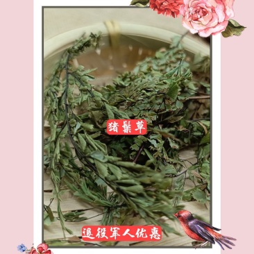 猪鬃草中药材铁线草猪棕草猪综草云南野生新货250