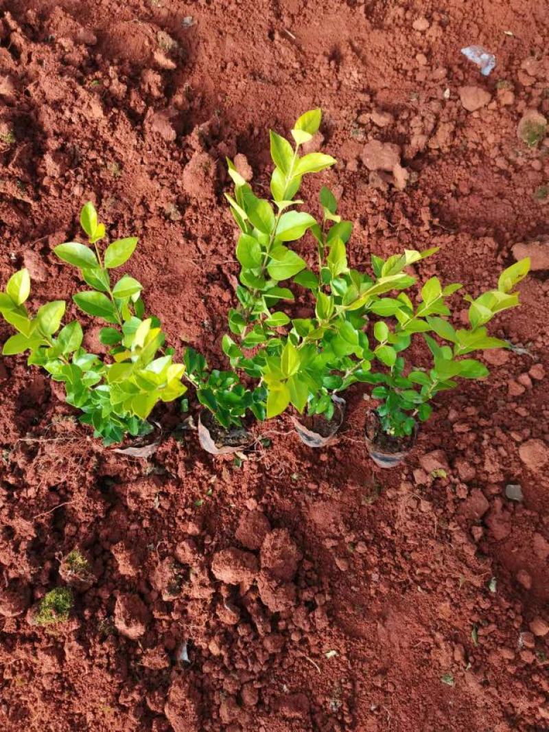女贞，金叶女贞，云南昆明金叶女贞种植园一手货源，基地直销