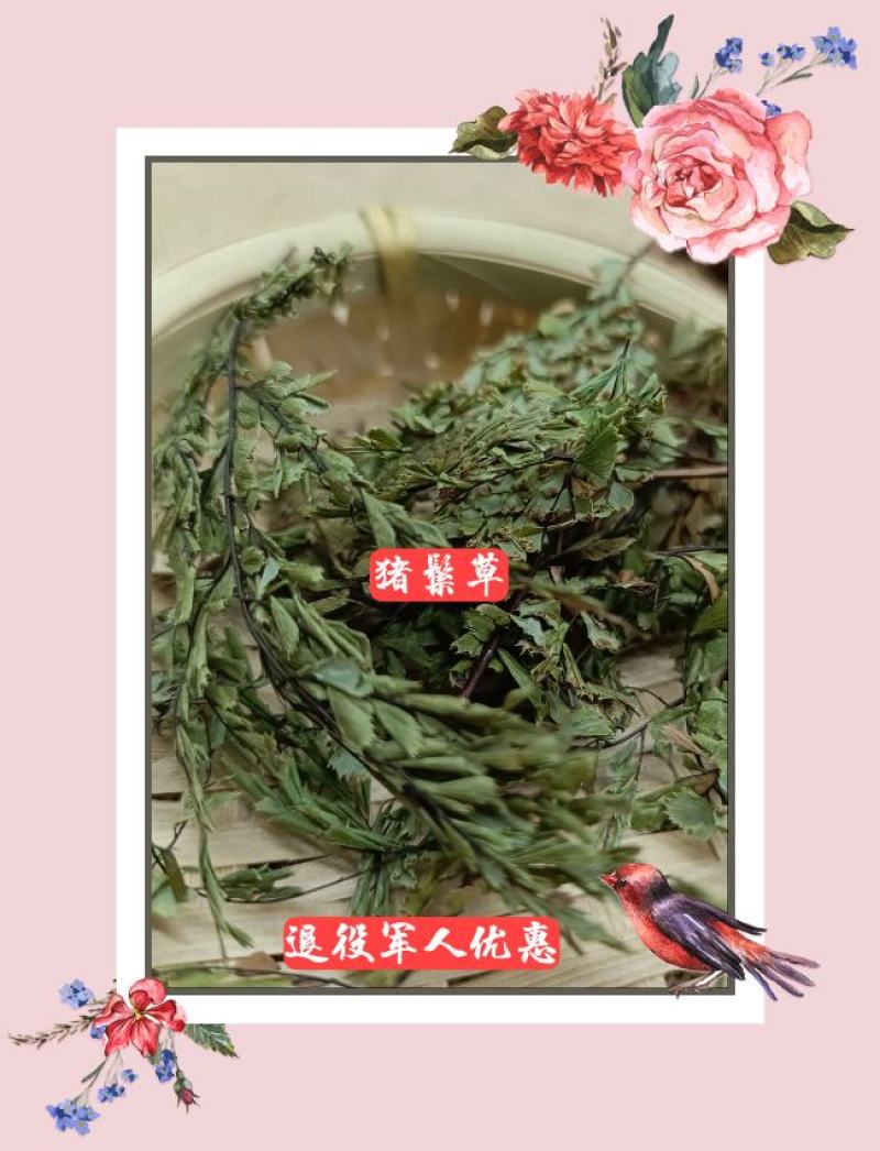 猪鬃草中药材铁线草猪棕草猪综草云南野生新货250