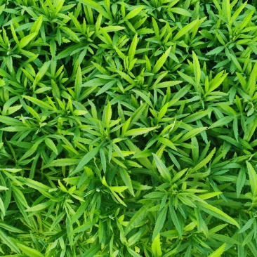 精品芦蒿一手货源产地直发有意向者可联系