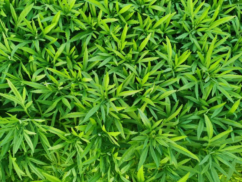 精品芦蒿一手货源产地直发有意向者可联系