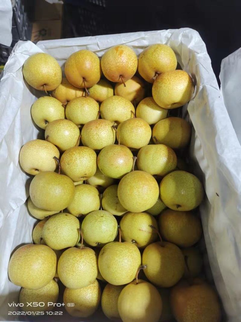 精品辽宁花盖梨，产地直销，货源充足，品质保证，欢迎选购