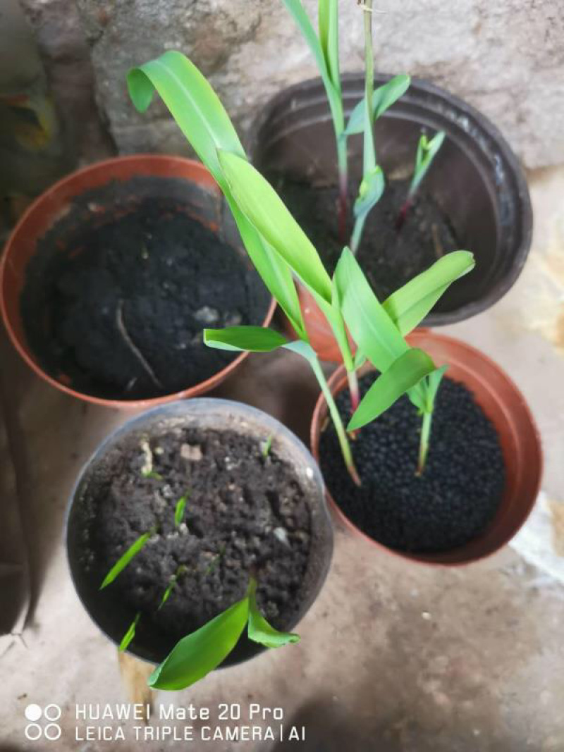 生物有机肥微生物菌肥颗粒肥小圆粒长效有机肥