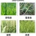 炔草酯小麦田除草剂燕麦看麦娘芒草棒头草蜡烛草