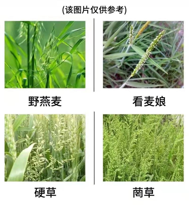 炔草酯小麦田除草剂燕麦看麦娘芒草棒头草蜡烛草