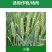 炔草酯小麦田除草剂燕麦看麦娘芒草棒头草蜡烛草