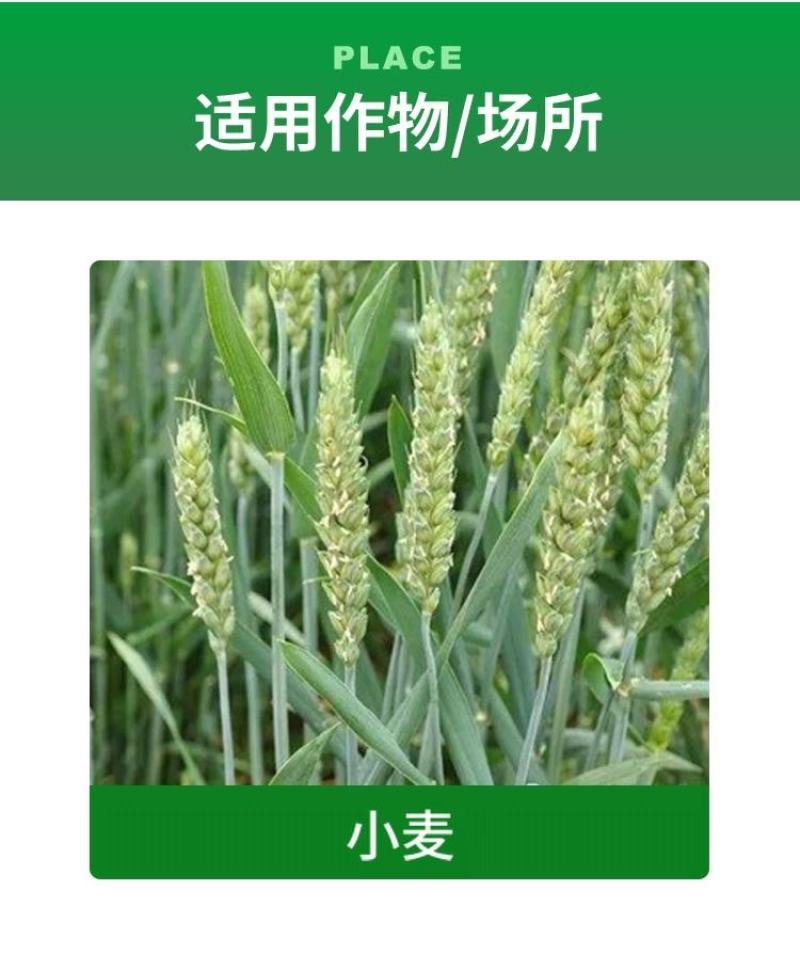 炔草酯小麦田除草剂燕麦看麦娘芒草棒头草蜡烛草