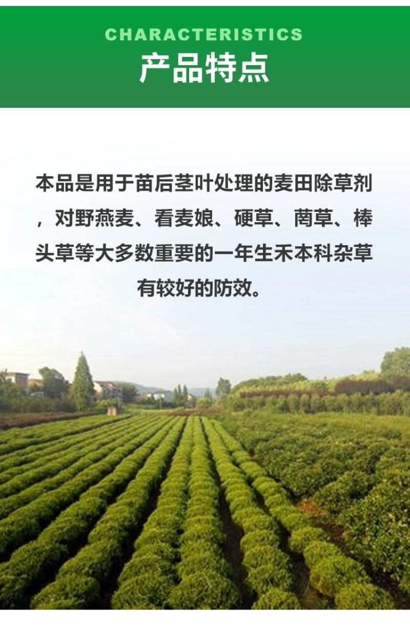 炔草酯小麦田除草剂燕麦看麦娘芒草棒头草蜡烛草