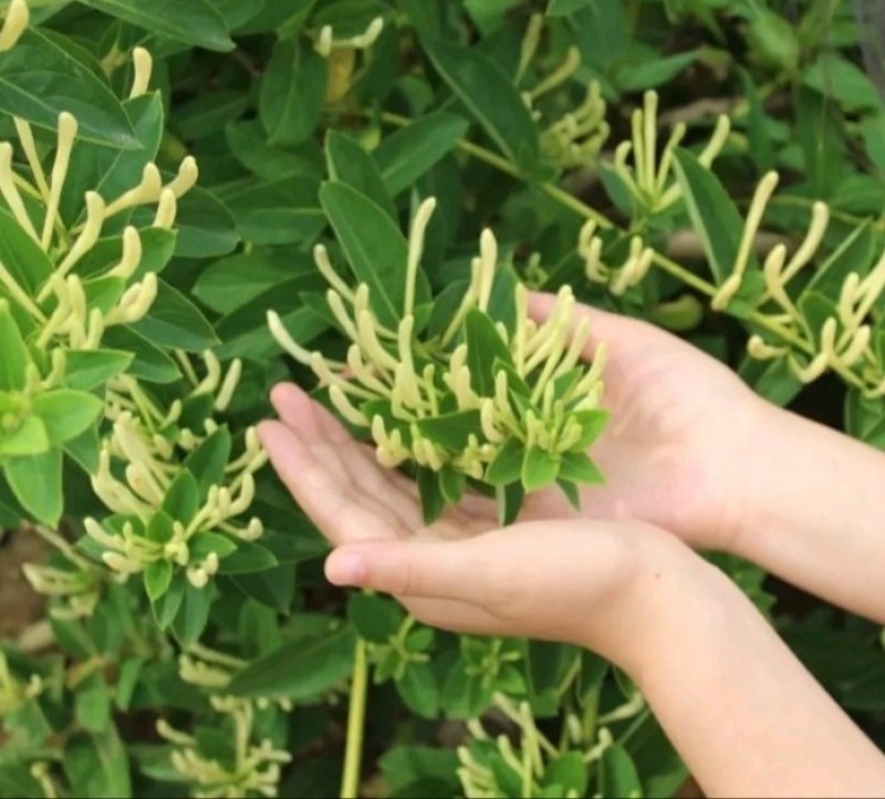 包邮：金银花苗产量大，易管理，成活率高量大优惠