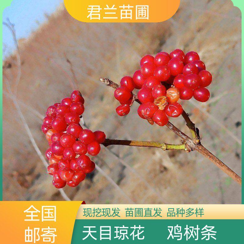天目琼花小苗鸡树条荚蒾天目琼花苗量大质优价低