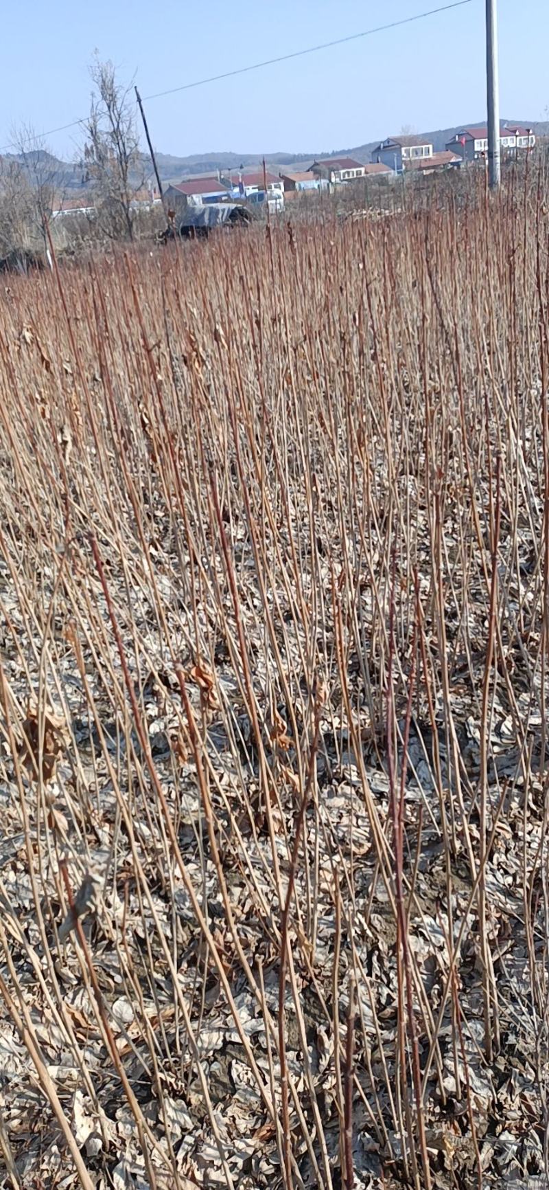 天目琼花小苗鸡树条荚蒾天目琼花苗量大质优价低